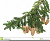 Fur Tree Clipart Image