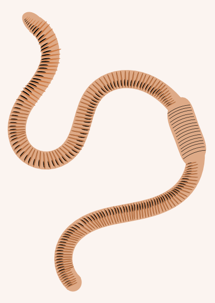 earthworm clipart - photo #4