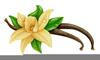 Vanilla Bean Clipart Image