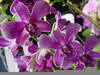 Purple Orchid Types Image