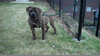 Mastiff Attack Video Image