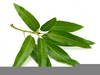 Clipart Of Olive Leaf Image