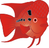 Flowerhorn Fish Clip Art