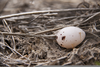 Western Meadowlark Eggs Image