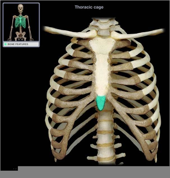 Protruding Xiphoid Process | Free Images at Clker.com - vector clip art  online, royalty free & public domain