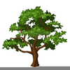 Oak Tree Clipart Image