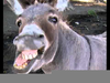 Donkey Laughing Gif Image