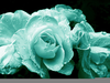 Turquoise Rose Tattoo Image