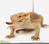 Free Clipart Bearded Dragon Image