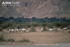 Arabian Oryx Habitat Image