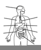 Child Body Diagram Image