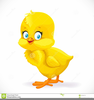 Yellow Easter Chick Clipart Image