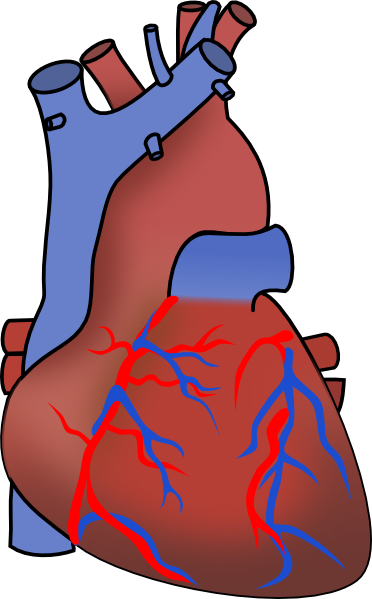 clipart of a human heart - photo #6