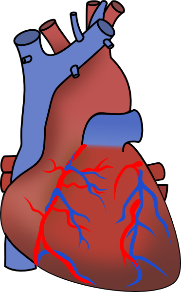 free clip art human heart - photo #5