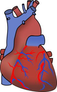 Human Heart Clip Art at Clker.com - vector clip art online, royalty