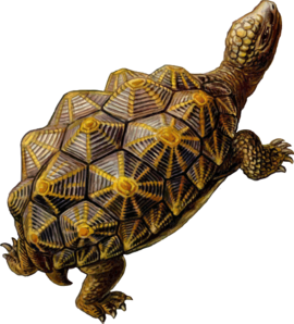 Prehistoric Turtle Walking Clip Art