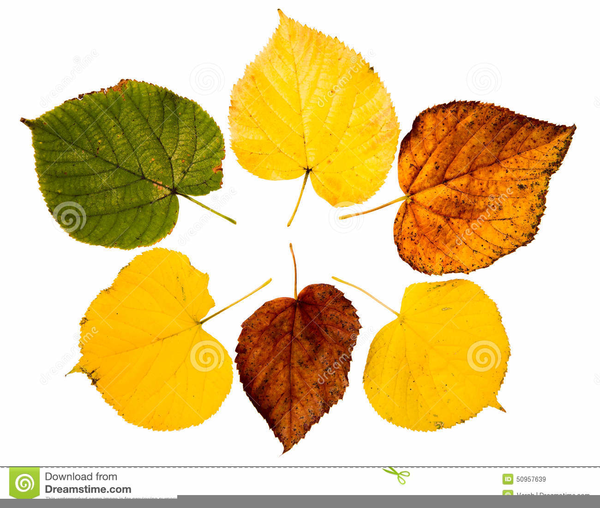 Lime Tree Clipart Free Images at vector clip art online