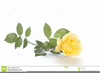 Clipart Gelbe Rosen Image