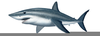 Shark Fin Clipart Image