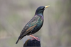 European Starling Image