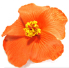 Orange Hibiscus Flower Clipart Image