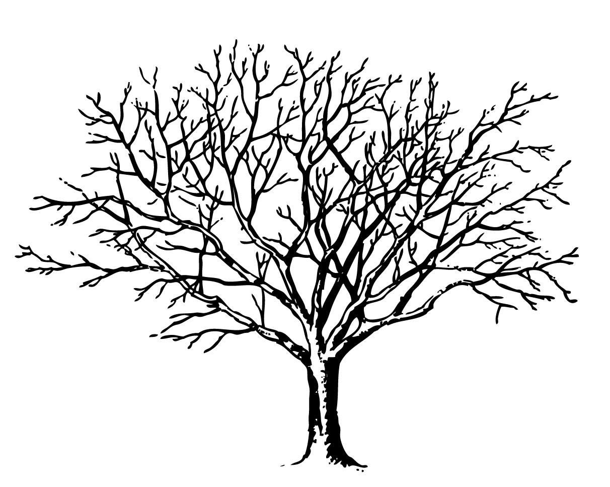 tree clip art images free - photo #47