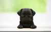 Black Pug Puppies Image