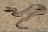 Side Winder Snakes Clipart Image