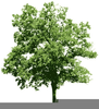 Free Chrismas Tree Clipart Image