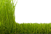 Grass Clipart Image
