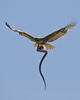 Falcon Catching Snake Image