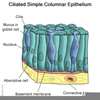 Ciliated Epithelium Structure Image