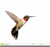 Bird In Flight Clipart Image