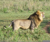 Lion Territory Marking Image