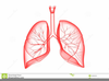 Human Lungs Clipart Image