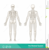 Clipart Of Skeletal System Image