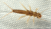 Stonefly Larvae Identification Image