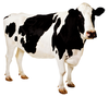 Cow Image