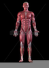 Muscular System Clipart Image