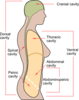 Scheme Body Cavities En Hi Image