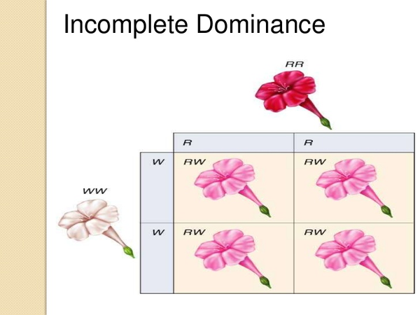 example of principle of dominance