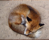 Animals Fox Wild Nature Cute Orange Desktop X Free Wallpaper Image