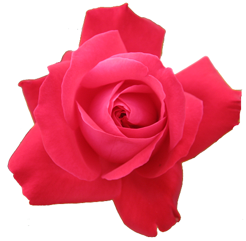 rose clip art transparent background - photo #10