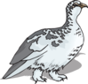 Ptarmigan Clip Art