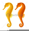 Free Seahorse Clipart Vector Image