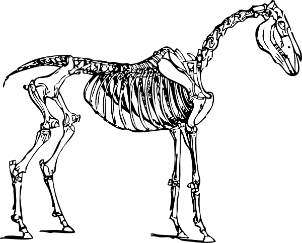 clipart horse skeleton - photo #1