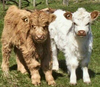 Pygmy Farm Animals Image