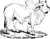 Brahma Bull Clip Art