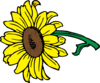 Sunflower Clip Art