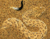 Sand Snakes Camouflage Image